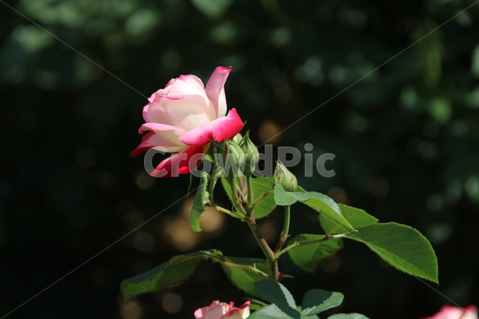 장미,꽃,봄꽃,볽은꽃,예쁜꽃,봄,계절,spring,season,식물,자연,plants,nature,꽃,flower,rose,plant,blossom