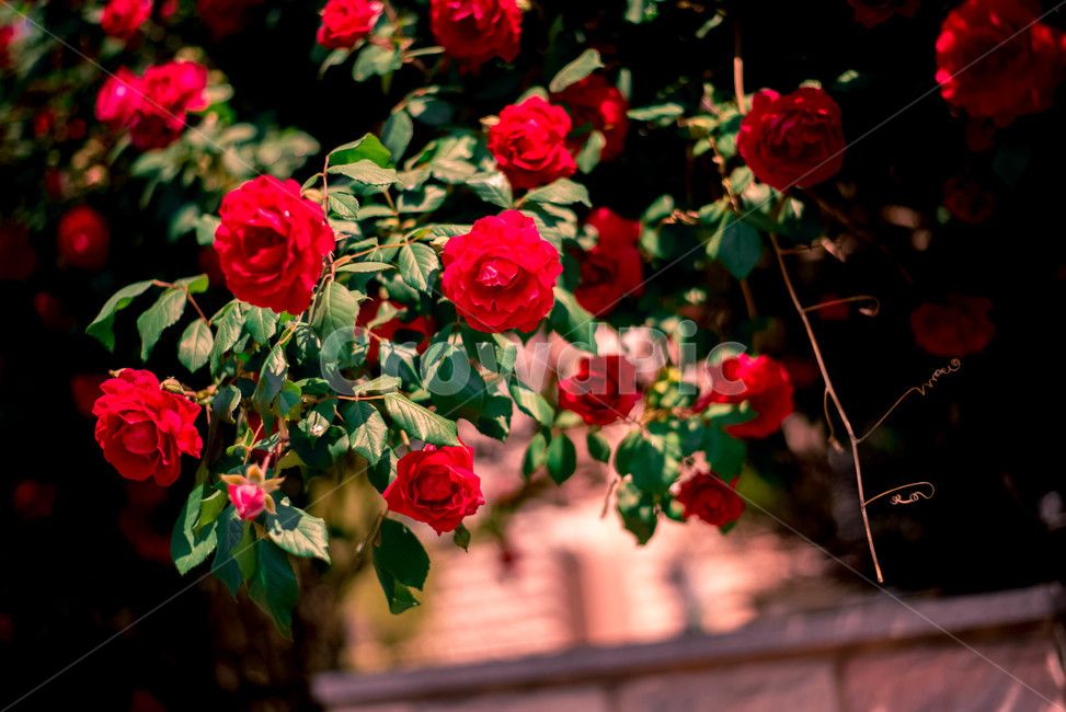 식물,꽃,장미,장미꽃,레드,식물,자연,plants,nature,꽃,flower
