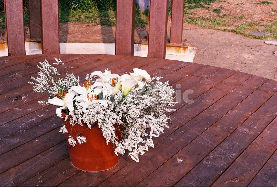식물,화초,풍경,여름,감성,필름,식물,자연,plants,nature,꽃,flower