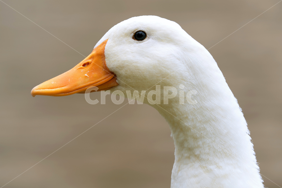 오리,흰둥이,새,조류,동물,철새,야생동물,자연,생태,생태계,bird,duck,animal,동물,animal,조류,새,birds
