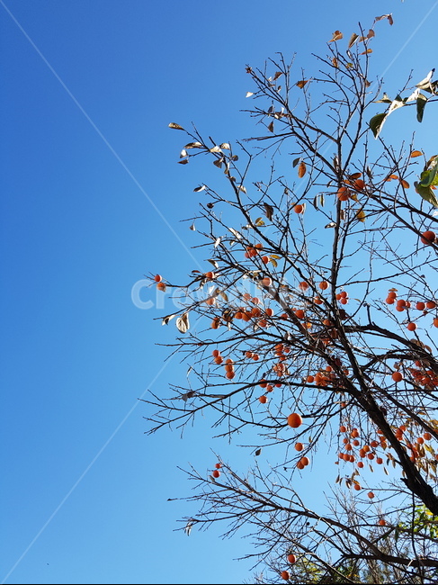 가을,나무,곶감,하늘,감나무,가을,계절,fall,autumn,season,leaf,잎,plant,식물,tree
