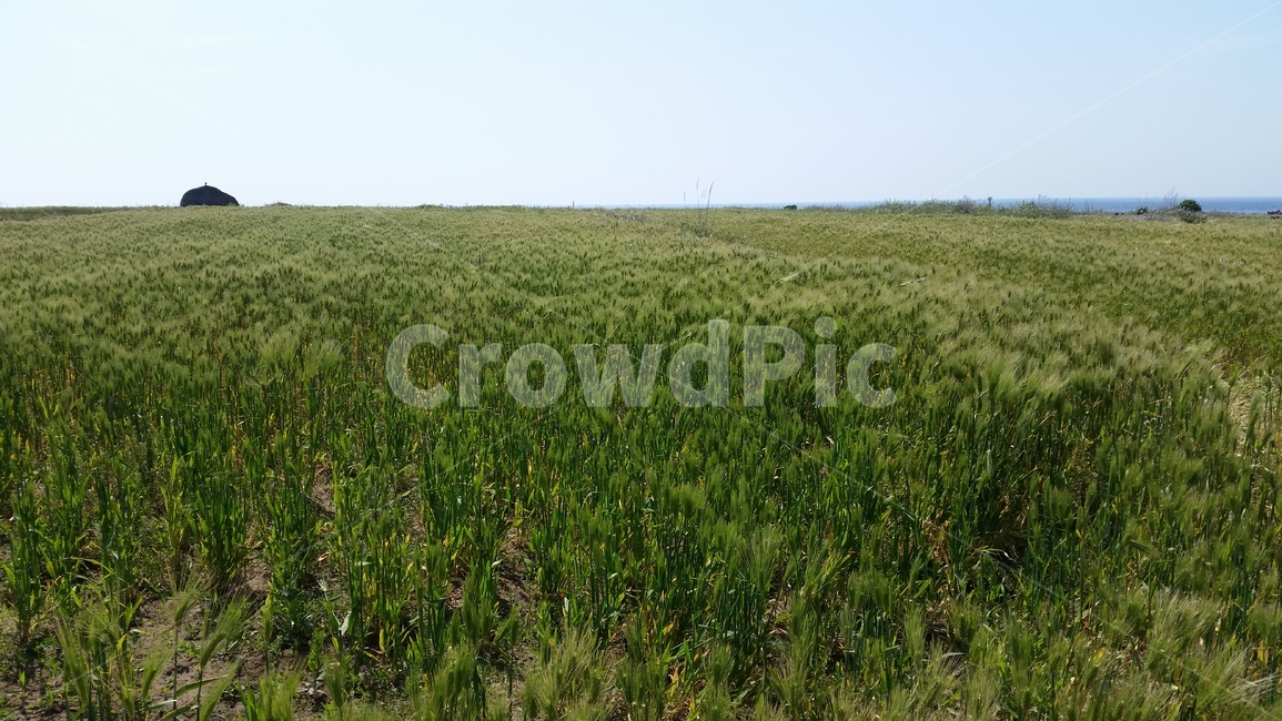 언덕,청보리,들판,초원,동산,고개,평지,풍경,구릉,평원,평야,hill,hillock,koppie