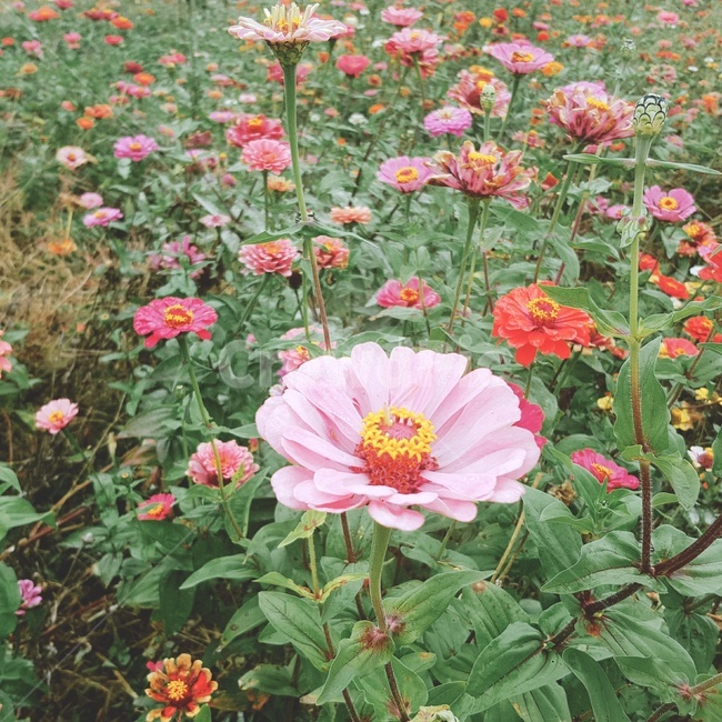 plant,식물,꽃,blossom,flower,코스모스,꽃밭,정원,garden