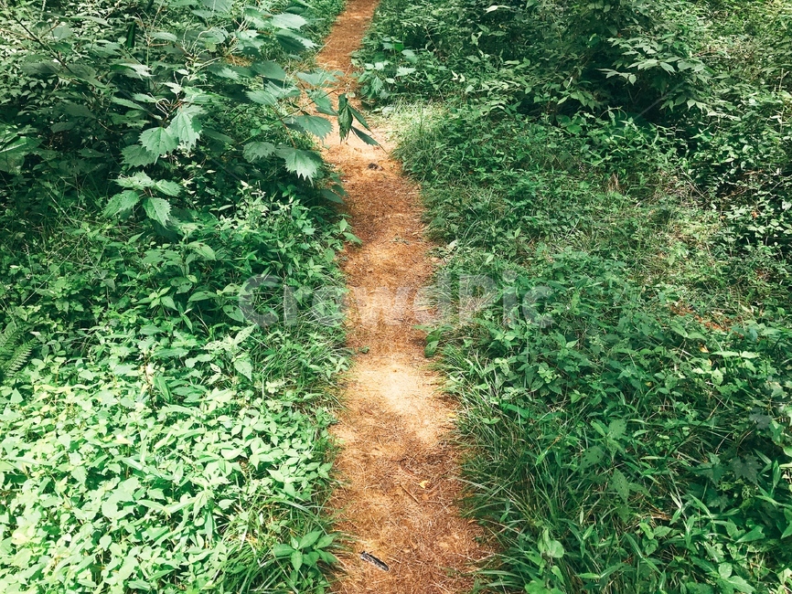 숲속,숲길,숲속길,풀,푸른,초록색,외길,제주도,제주도숲길,숲