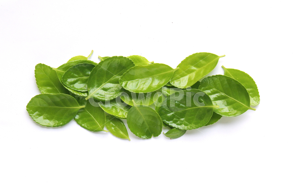 잎,나뭇잎,closeup,fresh,green,leaf,leaves,macro,natur,nature,plant,잎사귀,자연,녹색,그린,클로즈업,신선한,탑앵글,탑뷰,그룹,더미,모아놓은,모은,모이다,흰배경,사철나무잎,사철나무,식물,자연,plants,nature,누끼,remove background