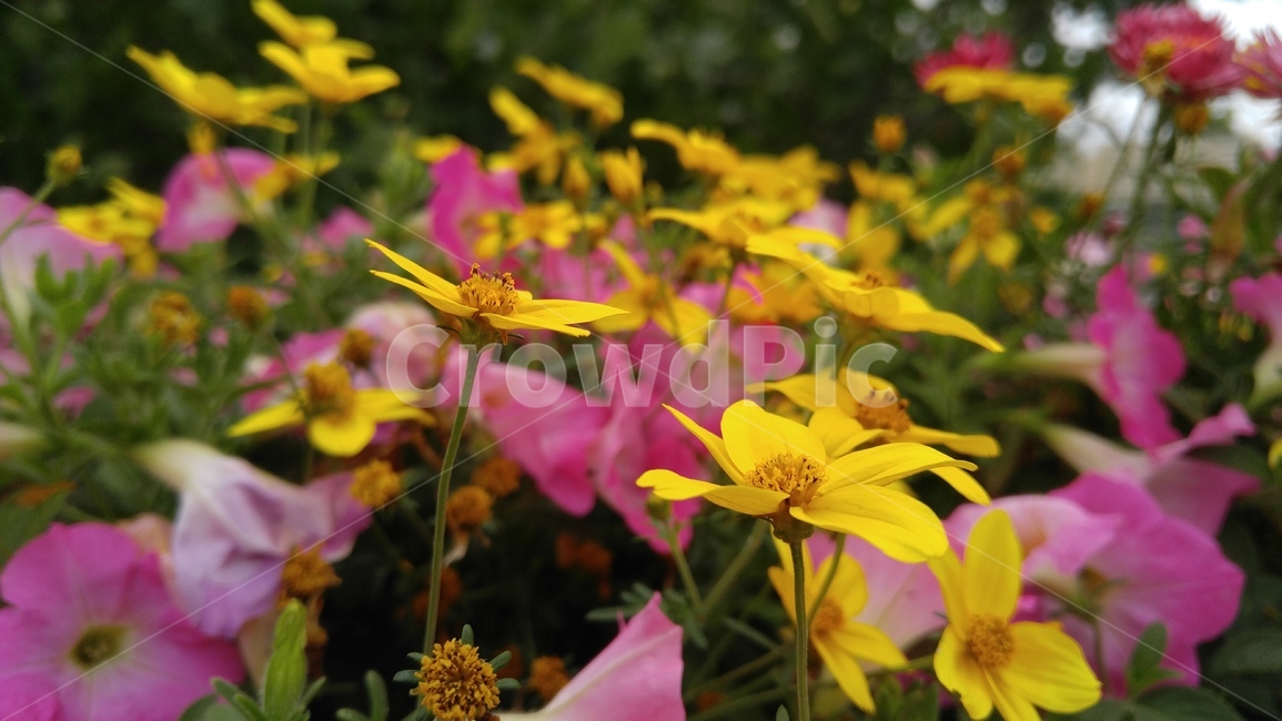 꽃,노랑꽃,분홍꽃,노랑색,분홍색,녹색,식물,flower,yellowflower,pinkflowers,yellow,pink,green,plants