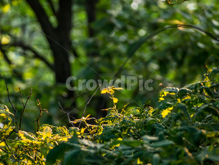 자연,식물,잎,빛,nature,plants,lights,식물,자연,plants,nature