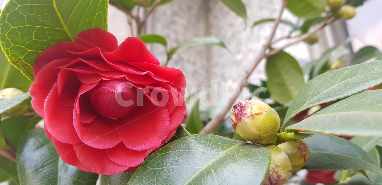 꽃,flower,daffodil,봄,blossom,plant,동백꽃,동백