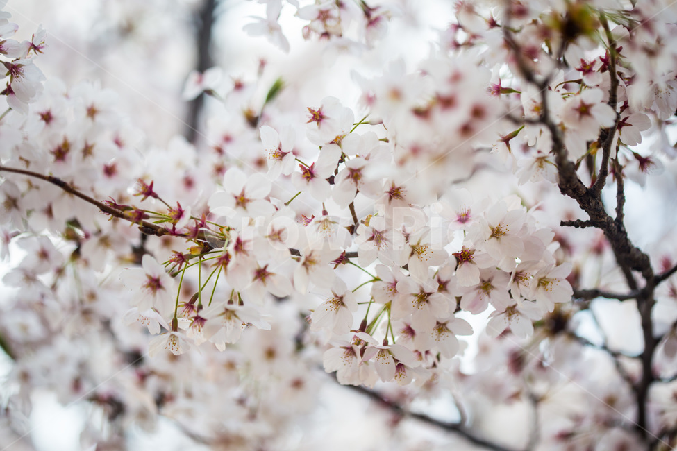spring,cherryblossoms,pink,warm,분홍색,핑크색,봄,따듯함,plant,식물,blossom,꽃,flower,벚꽃
