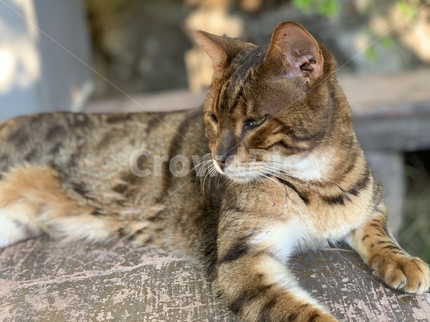 고양이,동물,귀여운,cat,animal,cute,pet,mammal,포유류,동물,animal,포유류,mammal,고양이,cat,kitten,kitty