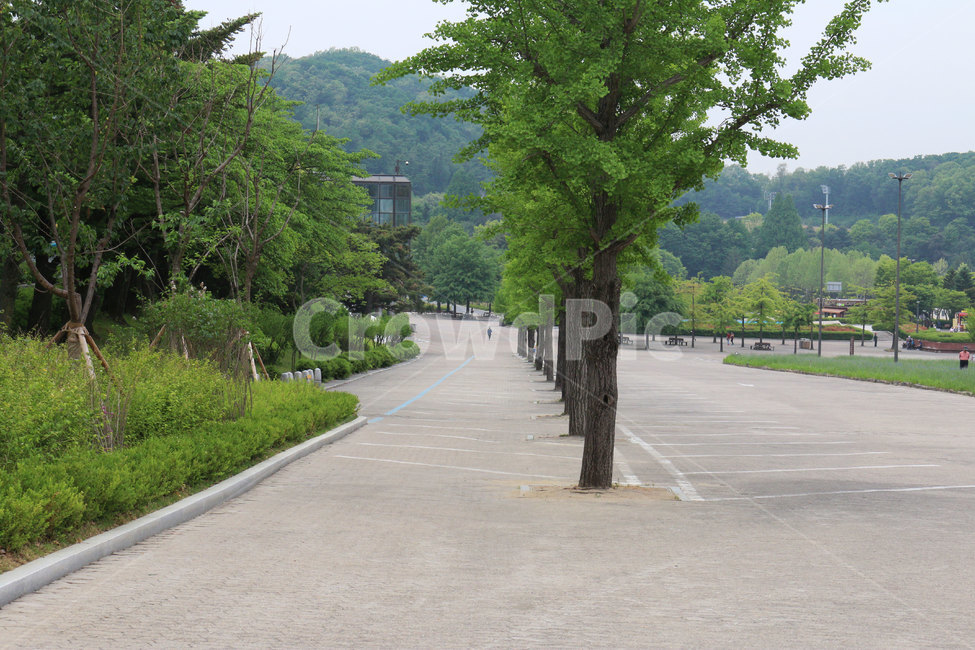 나무,주차장,공원주차장,곧은나무,키큰나무