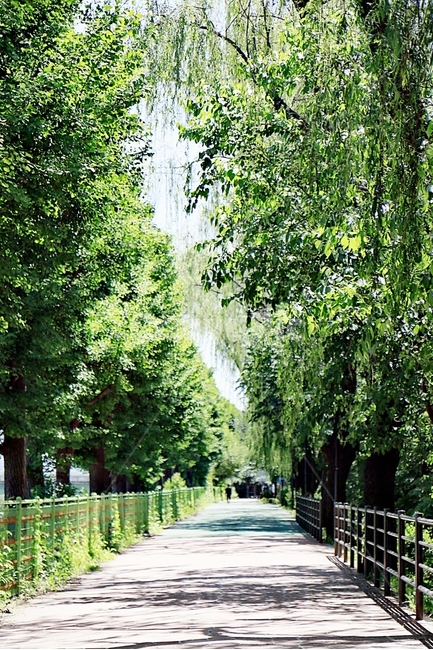숲,산책,나무,산책길,뚝방길,숲속,초록,산책로,여름풍경,자연,풍경,nature,landscape,휴식,힐링,rest,relaxation,healing,outdoors,옥외,garden,정원,arbour,정자
