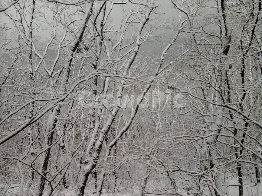 설경,나무,눈,산,자연