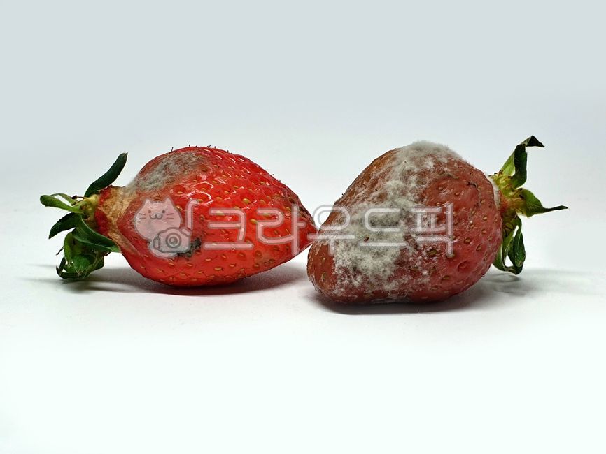 corrosion,Corruption,spoiled strawberries,fruit,spoiled fruit,strawberry,mold,rotten food,rottenfruit,Rotten food,rotten fruit,mildew,rotten strawberry,rotten