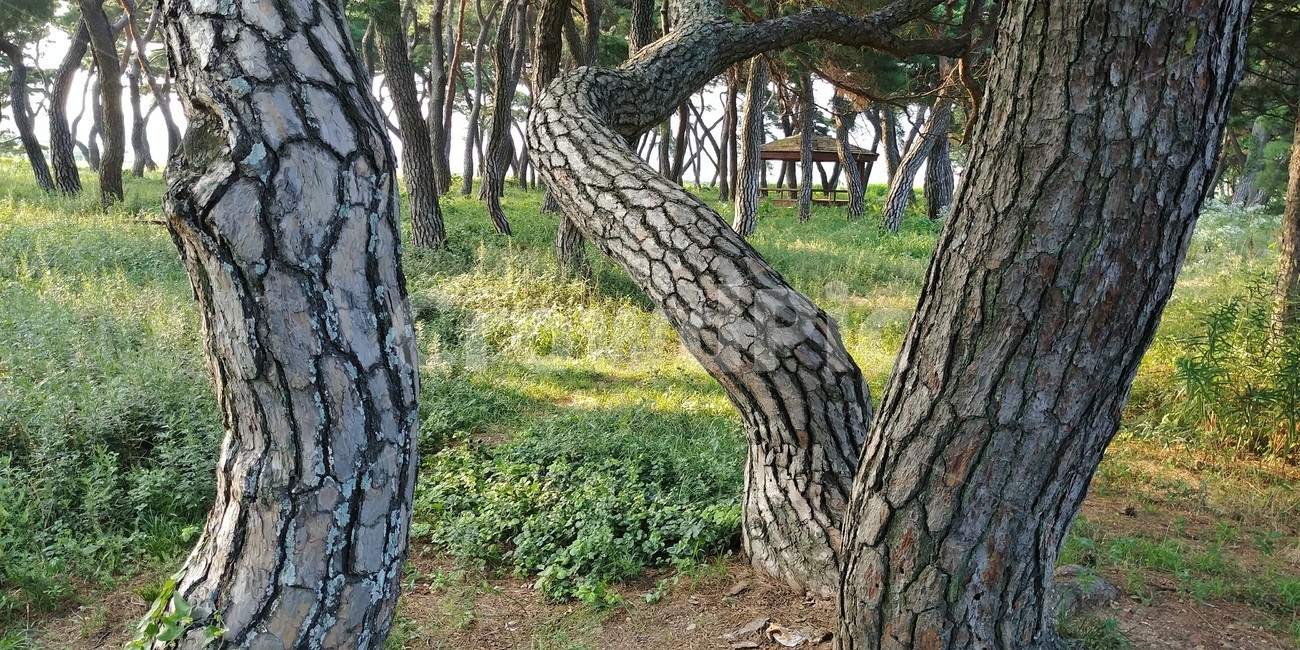 소나무,절경,명소,조선소나무,적송,자연풍경,자연,솔숲,솔밭,식물,자연,plants,nature,나무,trees,wood