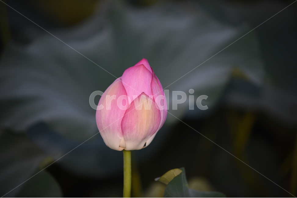 연꽃,꽃봉오리,연화지,식물,연잎,분홍,초록,연두,식물,자연,plants,nature,꽃,flower