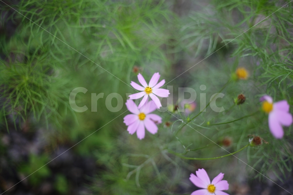 코스모스,감성,사랑,느낌,꽃,가을,스마일,분홍,배경,ppt,식물,자연,plants,nature,가을,계절,fall,autumn,season,꽃,flower,plant