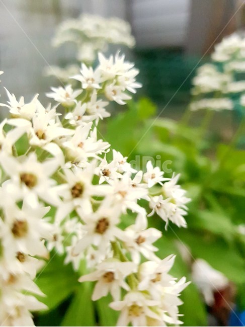 흰,꽃,하얀,하양,봄,가을,이쁜,예쁜,느낌,식물,자연,plants,nature,꽃,flower