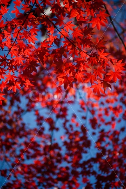 단풍,가을,단풍잎,풍경,나무,가을,계절,fall,autumn,season,식물,자연,plants,nature,leaf,잎,plant,tree,maple