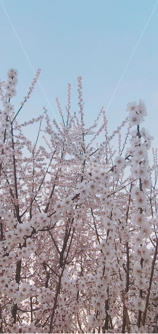 봄,벚꽃,하늘,꽃,나무,봄,계절,spring,season,plant,식물