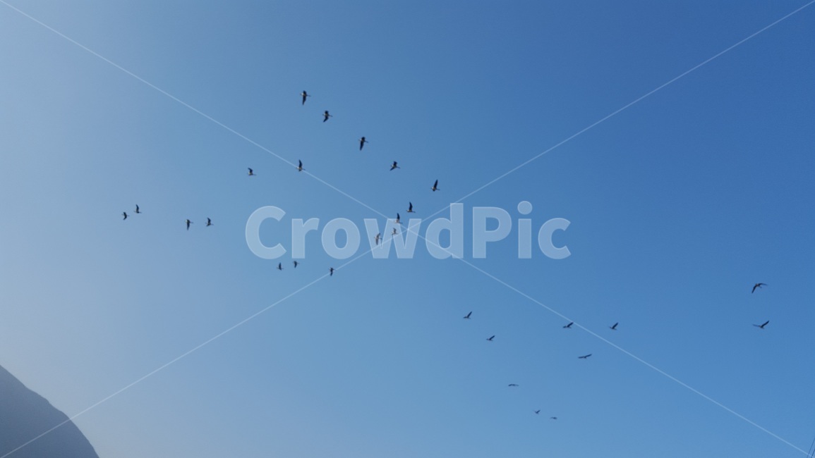 하늘,새,철새,sky,bird,시골,country,migratirybird