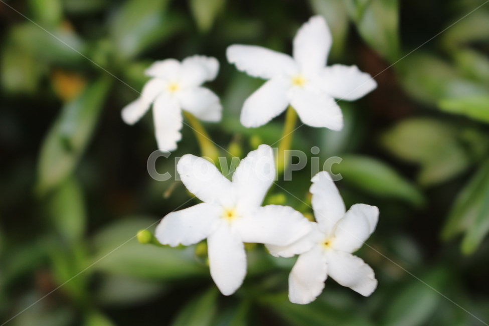 plant,식물,blossom,꽃,geranium,flower,꽃,flower