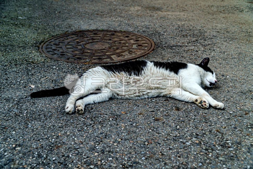 고양이,길고양이,cat,alleycat,straycat,동물,animal,포유류,mammal,자연,nature,아스팔트,asphalt,sleep,낮잠,nap,졸다,자다,잠자다,잠자리,snooze,코숏,코리안숏헤어,코리안쇼트헤어