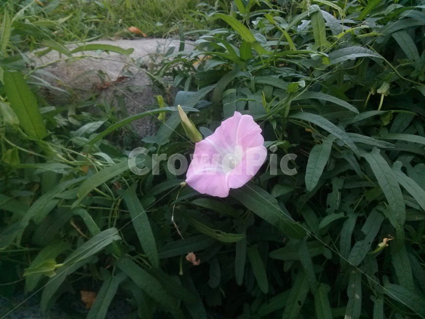 나팔꽃,식물,꽃,flower,자연