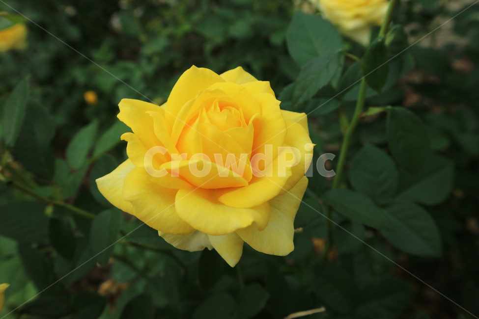 blossom,flower,꽃,rose,장미,plant,식물,노란장미,노란꽃,식물,자연,plants,nature,꽃,flower