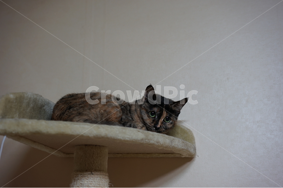 캣타워,고양이,아기고양이,집고양이,집사,동물,animal,포유류,mammal,고양이,cat,kitten,kitty