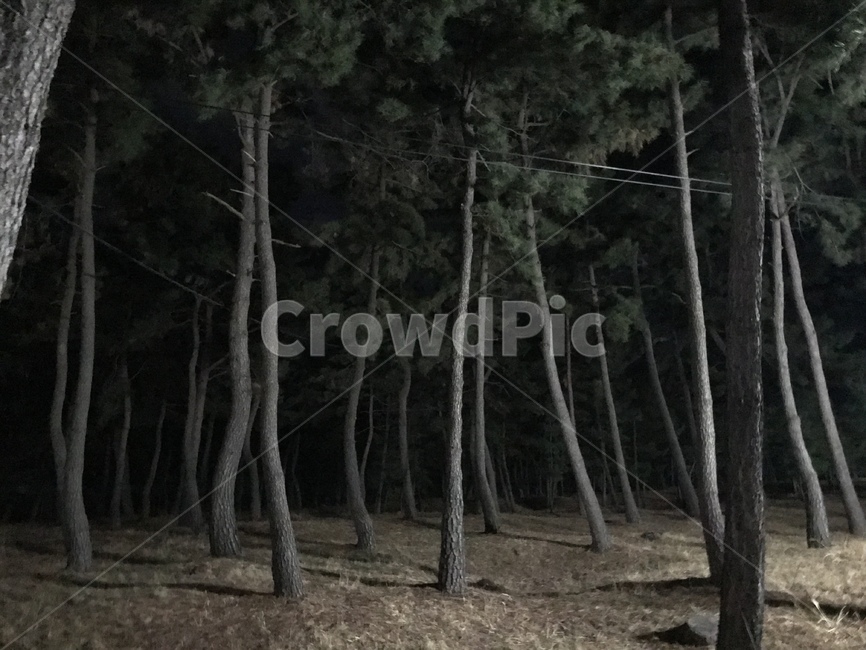 자연,소나무,무서움,소나무길,밤,자연,풍경,nature,landscape,야경,밤,nightscape,night,plant,식물,tree,나무