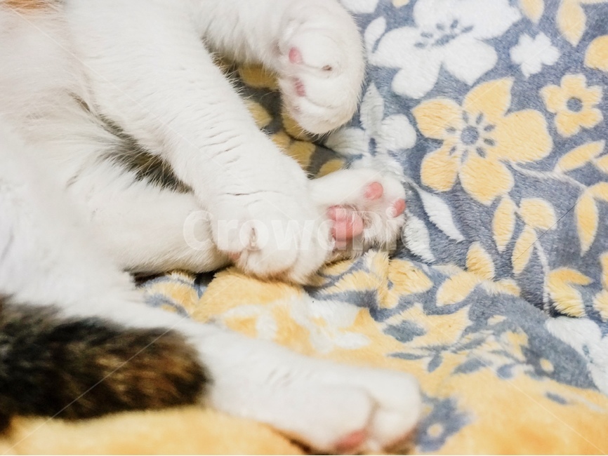 고양이,고양이발,젤리,분홍젤리,삼색고양이