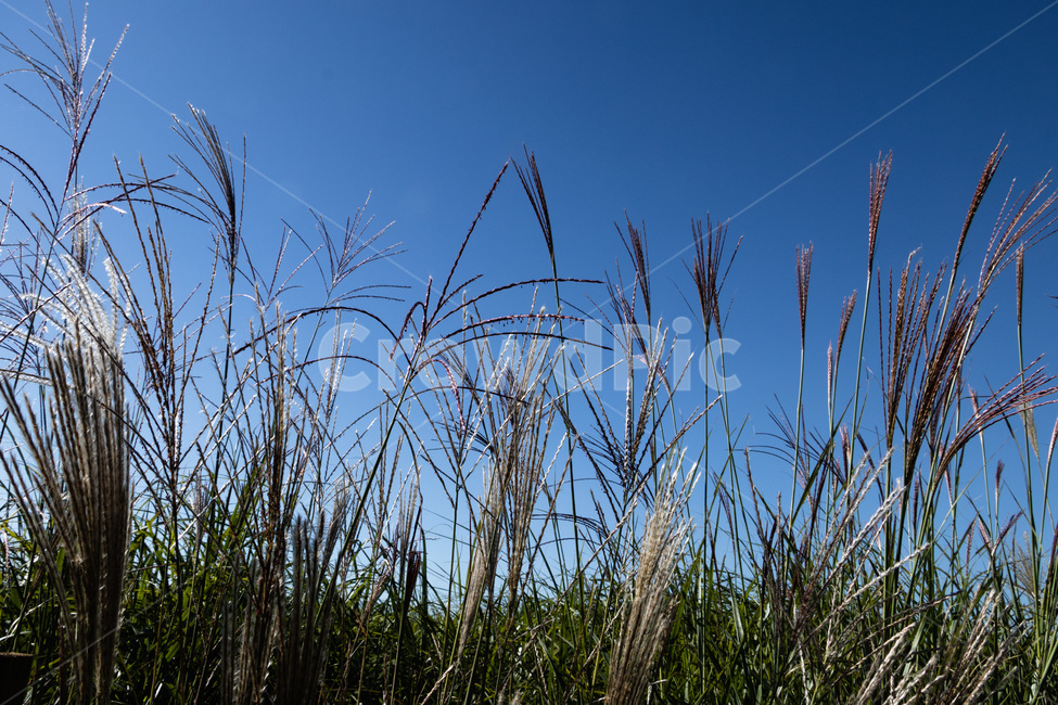 하늘공원억새,억새풀,억새,억새밭,억새풀밭,하늘공원억새풀,식물,자연,plants,nature