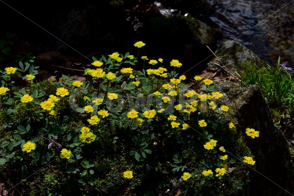 금괭이눈,봄,야생화,꽃,청태산,강원도,봄꽃,고산야생화,감성,wildflower,산꽃,봄야생화,계곡,이끼,꽃말,골짜기의황금,변하기쉬운마음,식물,자연,식생,생태,범의귀과,괭이눈속,식물,자연,plants,nature,꽃,flower