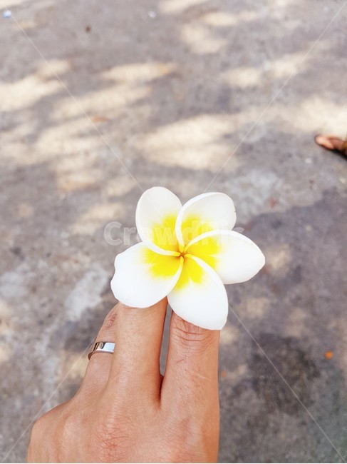 선물,꽃,손,반지,gift,꽃,flower