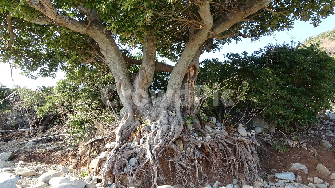 자연,나무,밑동,공곶이,거제도,식물,자연,plants,nature,나무,trees,wood