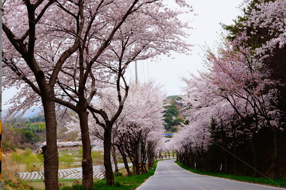 벚꽃,풍경,봄,꽃길,나무,봄,계절,spring,season,자연,풍경,nature,landscape,plant,식물,blossom,꽃,flower,cherry blossom