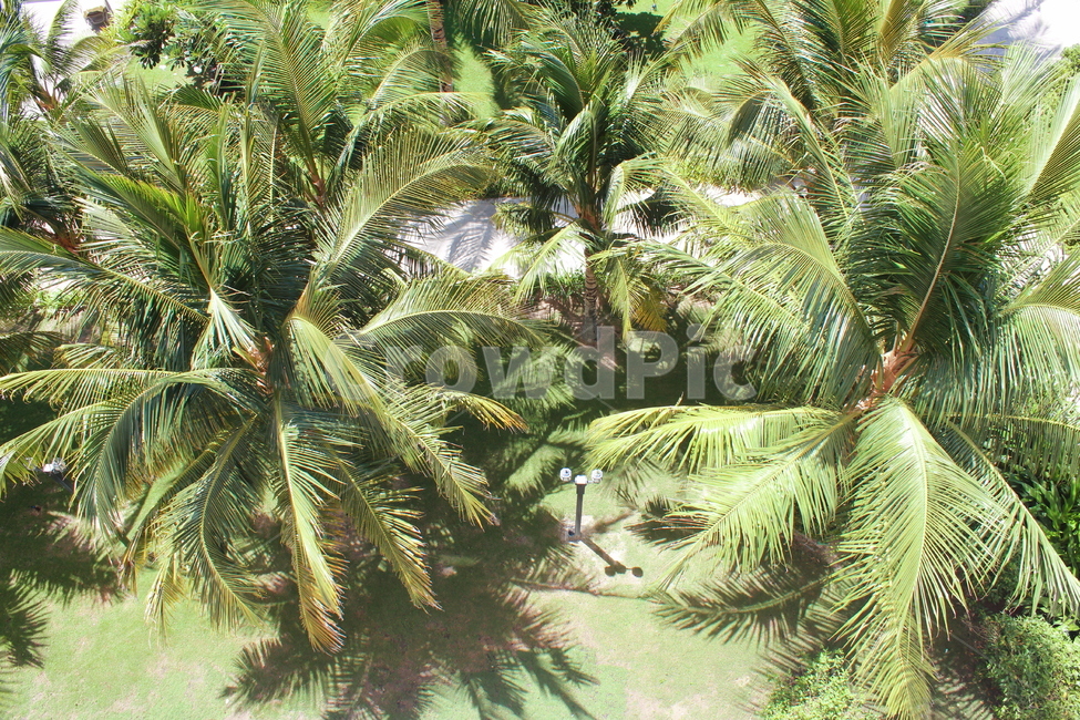 야자수,동남아,코코넛,식물,베트남,palmtree,plants,나무,trees,wood