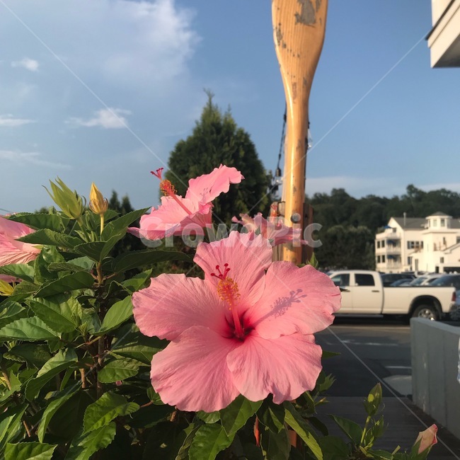 무궁화,국화,대한민국,꽃,한국,분홍색꽃