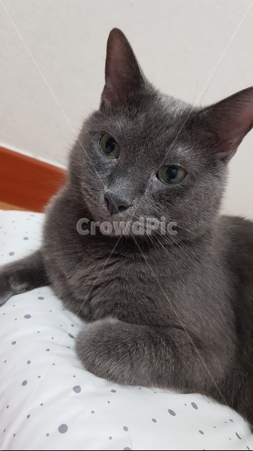 animal,동물,cat,고양이,러시안블루,동물,animal,포유류,mammal,고양이,cat,kitten,kitty