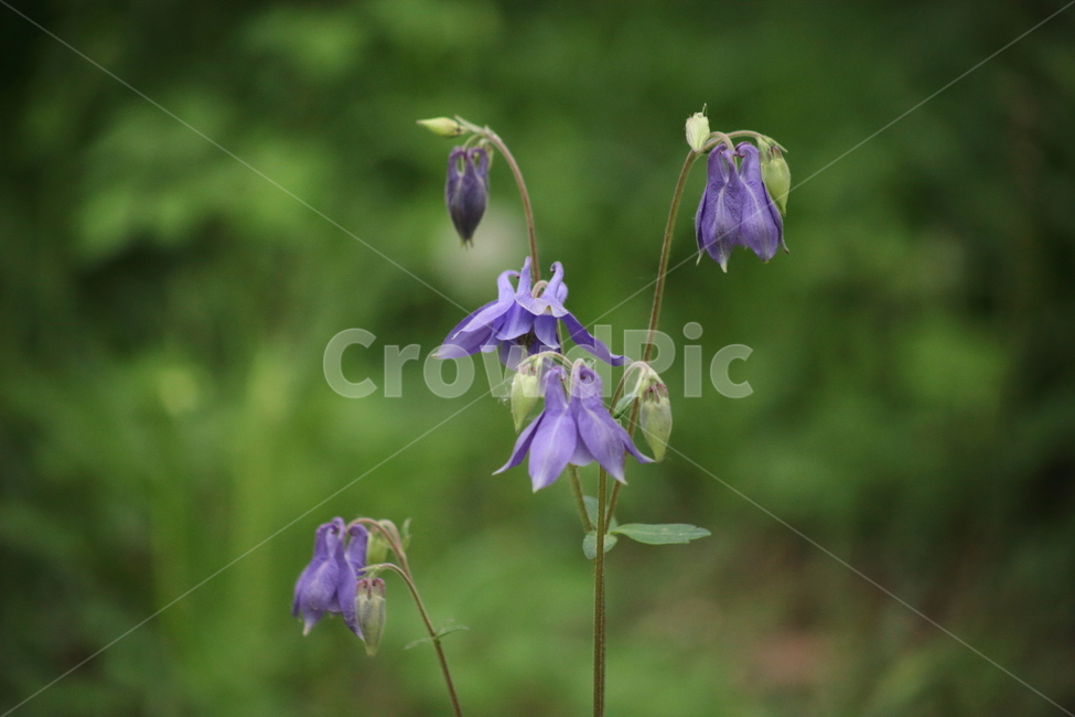 매발톱,꽃,매발톱꽃,봄,columbine