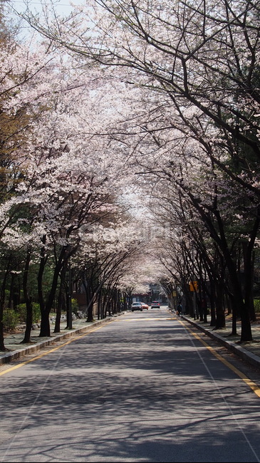 4월벚꽃,봄,산책길,하늘그림자,물그림