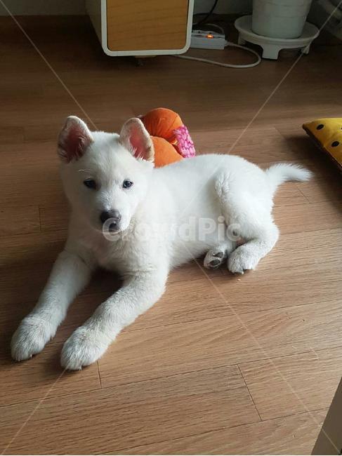 풍산개,귀여운강아지,애완견,dog,하얀강아지