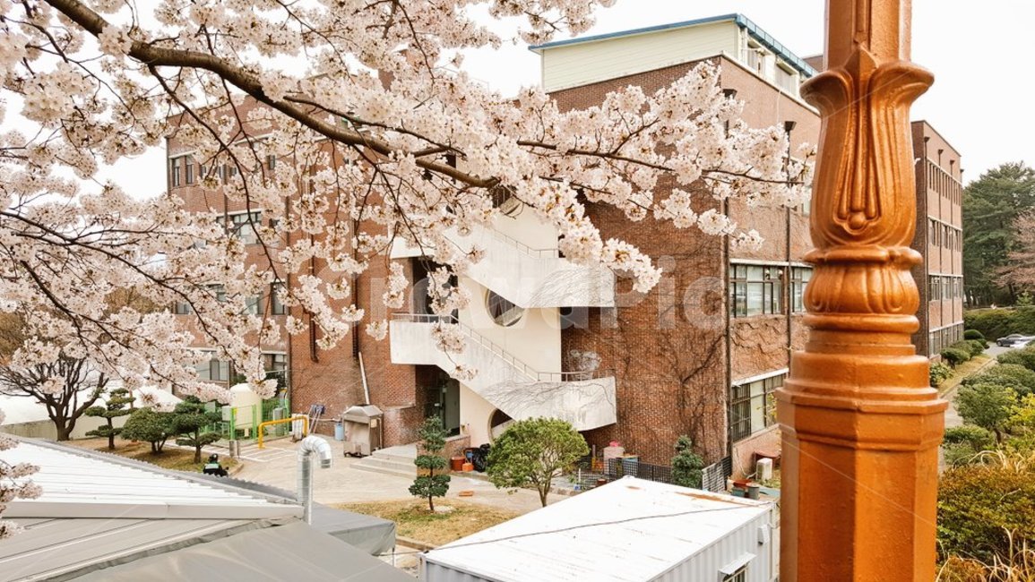 벚꽃,학교,가시덤불,봄,가로등,맑음,대학교