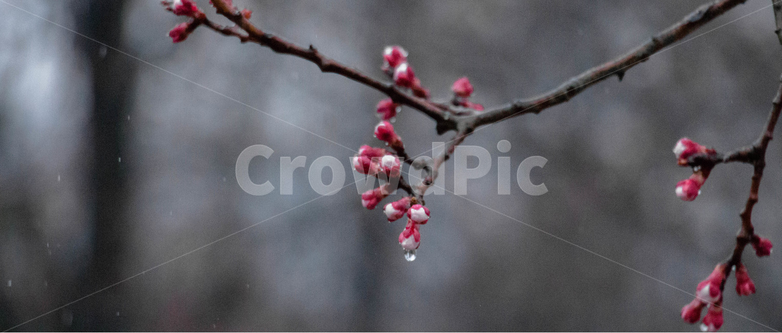봄,꽃,비,비오는날,봄비,빗방울,봄,계절,spring,season,식물,자연,plants,nature,꽃,flower,비,비오는날,rain,rainy,plant