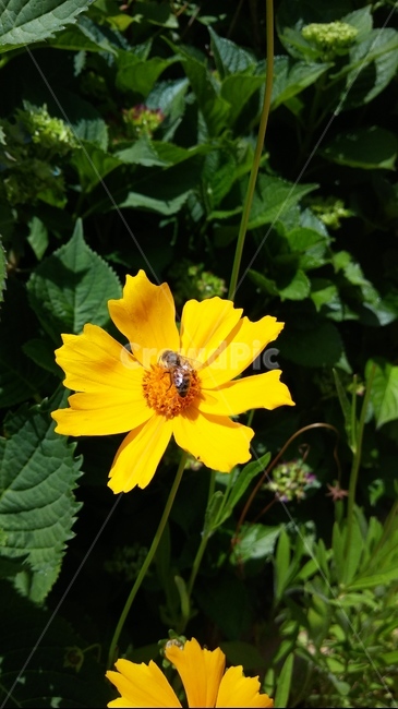 꽃,벌,노랑색,곤충,bee,flower,yellow,insect,식물,자연,plants,nature,꽃,flower,동물,animal,곤충,벌레,insect,bug