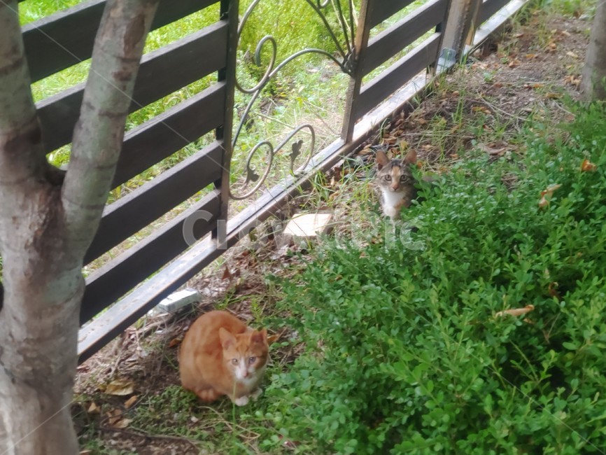 animal,동물,rodent,설치류,mammal,포유류,고양이,길냥이,동물,animal,포유류,mammal,고양이,cat,kitten,kitty