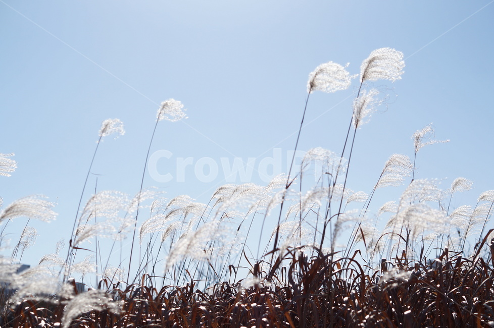 억새,하늘,빛,가을,풍경,해,grass,잔디,plant,식물,lawn