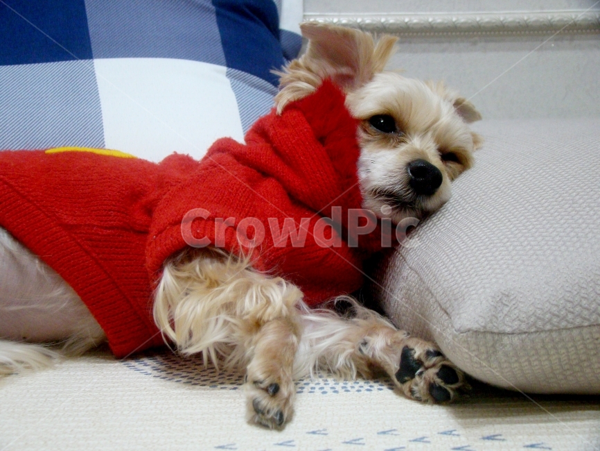 강아지,개,동물,배경,dog,요크셔테리어,동물,animal,포유류,mammal,개,강아지,dog,doggy