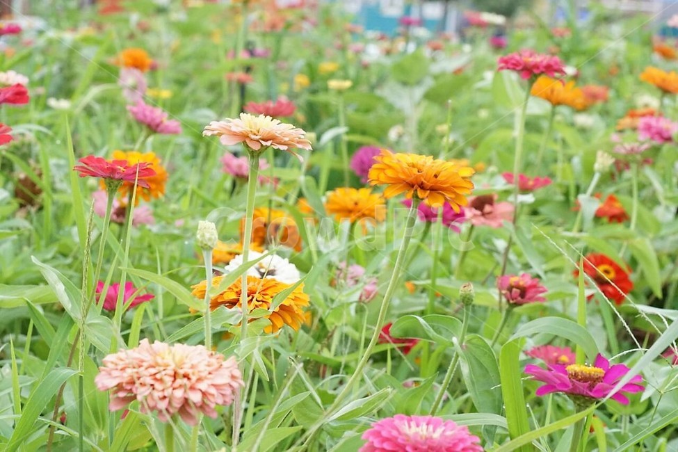 꽃,백일홍,자연,식물,분홍색,pink,flower,nature,green,초록색,노란색,yellow,붉은꽃,red,식물,자연,plants,nature,꽃,flower